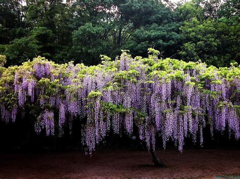 紫藤花 風水|如何按照風水來擺設紫藤？（特徵、方位、共同擺設的植物）